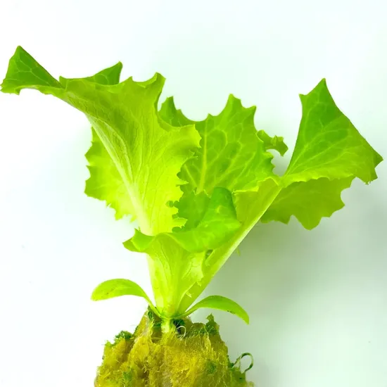 온실 수경 재배 파종용 암면 큐브 성장